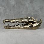 Zoutwaterkrokodil Schedel - No Reserve Price - Polished, Nieuw