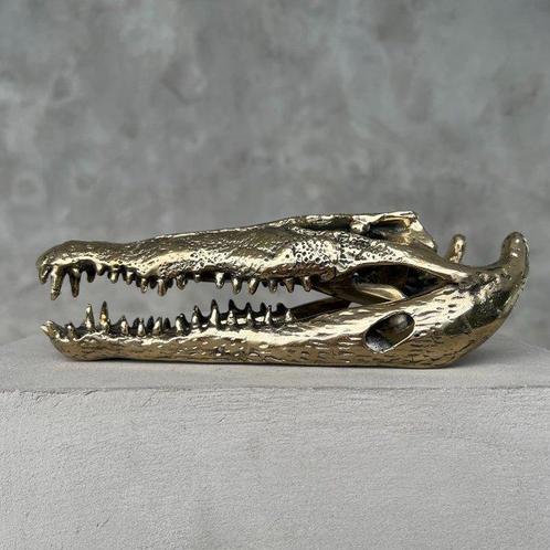 Zoutwaterkrokodil Schedel - No Reserve Price - Polished, Verzamelen, Dierenverzamelingen