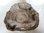 Kom - Bowl - versteend hout - kom, Antiek en Kunst, Curiosa en Brocante