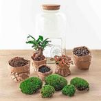 DIY terrarium - Sven Bonsai -  43 cm - Normal, Huis en Inrichting, Kamerplanten, Verzenden