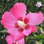 Hibiscus syriacus Woodbridge - 40-50 cm, Tuin en Terras, Planten | Tuinplanten, Ophalen of Verzenden