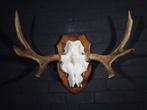 Large Northern Elk/Moose Schedel - Alces alces - 35 cm - 65, Nieuw