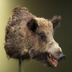 Wild Zwijn Groot Taxidermie Opgezette Dieren By Max, Verzamelen, Dierenverzamelingen, Ophalen of Verzenden, Nieuw, Wild dier, Opgezet dier
