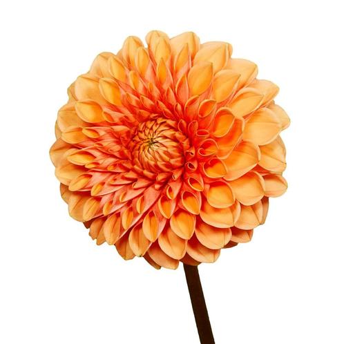 Bloembollen - 14 x Dahlia Sylvia - oranje, Tuin en Terras, Bloembollen en Zaden, Bloembol, Voorjaar, Volle zon, Verzenden
