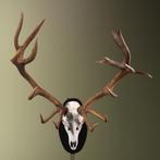 Edelhert Gewei Taxidermie Opgezette Dieren By Max, Verzamelen, Dierenverzamelingen, Ophalen of Verzenden, Nieuw, Wild dier, Opgezet dier