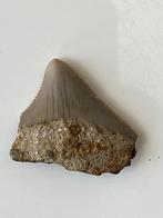 Megalodon tand 3,9 cm - Fossiele tand - Carcharocles, Nieuw