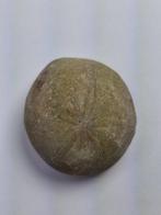 Zee-egel - Gefossiliseerd dier (Zonder Minimumprijs)