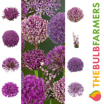 Bloembollen - 48 x Alliums pakket - Collection beschikbaar voor biedingen