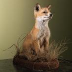 Jonge Vos Taxidermie Opgezette Dieren By Max, Ophalen of Verzenden, Nieuw, Wild dier, Opgezet dier