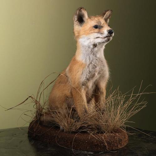 Jonge Vos Taxidermie Opgezette Dieren By Max, Verzamelen, Dierenverzamelingen, Opgezet dier, Nieuw, Wild dier, Ophalen of Verzenden