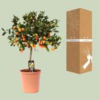 Citrus Calamondin - Ø22cm - 80cm, Verzenden, Nieuw