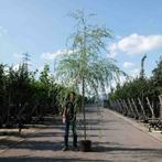 Treurwilg bomen 300/400 cm hoogte | BetuweBomen.nl
