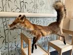 Rode vos Taxidermie volledige montage - Red Vulpes - 50 cm -, Verzamelen, Nieuw