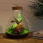 DIY terrarium - Sam Calathea with Light -  30 cm, Huis en Inrichting, Kamerplanten, Verzenden