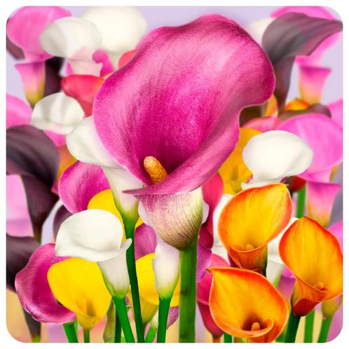 Bloembollen - 12 x Calla - Favorites, Tuin en Terras, Bloembollen en Zaden, Bloembol, Voorjaar, Volle zon, Verzenden