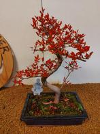 Japanese iep bonsai (Zelkova) - Hoogte (boom): 35 cm -, Antiek en Kunst