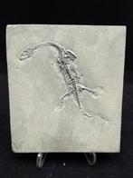 Fossiele plaatmatrix - Keichousaurus sp. - 13 cm - 11.5 cm