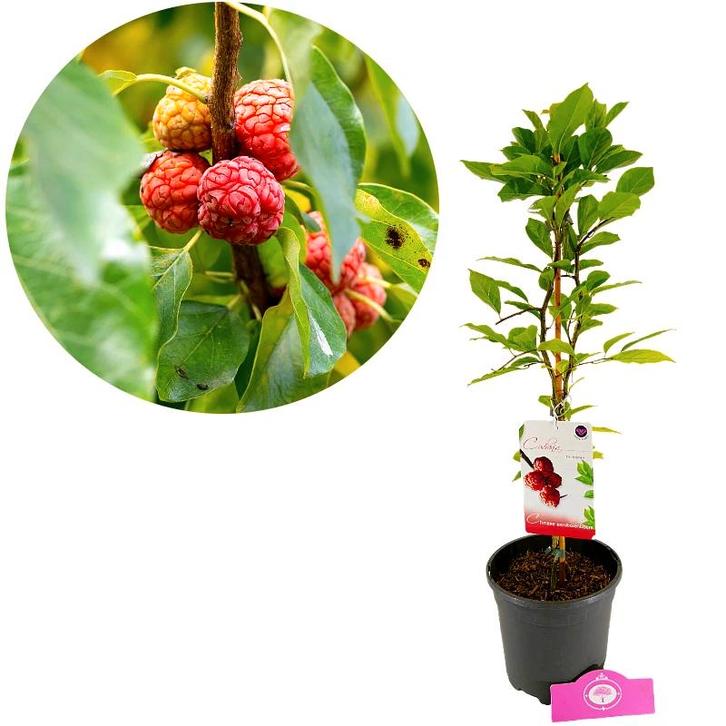 Cudriana tricuspidata + pot 17cm, Tuin en Terras, Planten | Fruitbomen, Volle zon, Verzenden