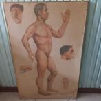 Anatomisch model - Hout - 1970-1980, Antiek en Kunst, Curiosa en Brocante