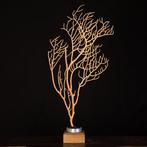Gele Gorgonia - Eunicella Cavolinii - Taxidermie volledige, Nieuw
