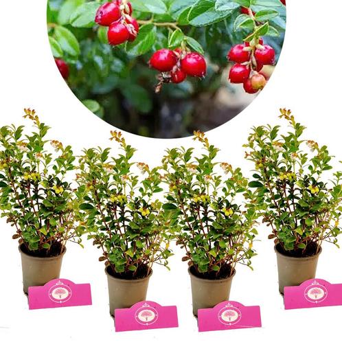 Vossenbes Vaccinium vitis+idaea Koralle Vossen, Tuin en Terras, Planten | Fruitbomen, Volle zon, Verzenden