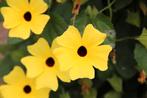 Thunbergia - Geel / Hang, Ophalen of Verzenden