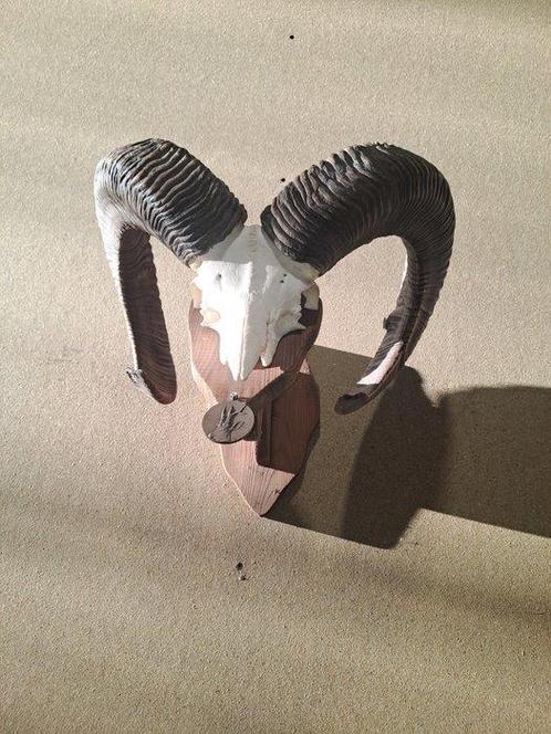 moeflon Taxidermie wandmontage - Ovis aries musimon - 44 cm, Verzamelen, Dierenverzamelingen