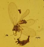 Birmese barnsteen - Fossiele cabochon - with a Detailed