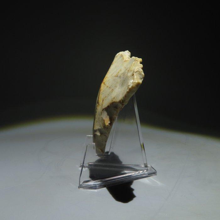 Neolithisch Vuursteen Flint Tool. Michelsberg Cultuur, Antiek en Kunst, Antiek | Overige Antiek