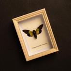 Cicade Taxidermie volledige montage - Trengganua sybilla -, Nieuw