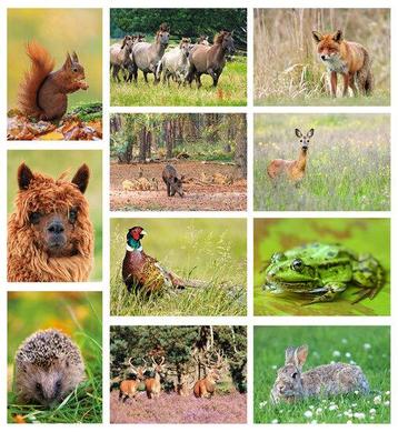 ansichtkaarten set dieren in Nederland - set met 11 diere... beschikbaar voor biedingen