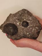 Gefossiliseerde schelp - 19 cm, Verzamelen, Mineralen en Fossielen