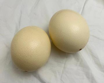 Struisvogel Ei - camelus struthio beschikbaar voor biedingen