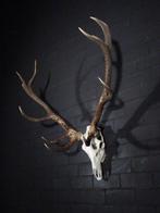 Large Red Stag Trophy Schedel - Cervus elaphus - 55 cm - 100, Nieuw