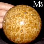 Vernieuwde koraalzuilen Fossiele bol in Madreporic koraal –