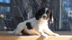 Lieve Engelse springer spaniel pups te koop, Parvo, Nederland, 8 tot 15 weken, Meerdere