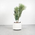 Gebruikte plantenbak met nieuwe kunstplant - Wit - 36 x 50, Huis en Inrichting, Kamerplanten, Ophalen of Verzenden