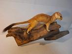 Hermelijn Taxidermie volledige montage - Mustela erminea -, Verzamelen, Dierenverzamelingen, Nieuw