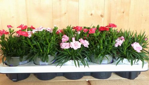 Tuinanjers 10 stuks in tray mix kleuren, Tuin en Terras, Planten | Tuinplanten, Verzenden