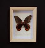Vlinder Taxidermie volledige montage - Papilio diephobus -