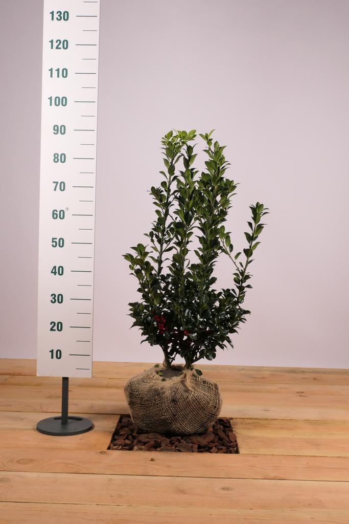 Blauwe Hulst Heckenfee ®/Ilex mes. Heckenfee 50t/m200cm, Tuin en Terras, Planten | Struiken en Hagen, Overige soorten, Haag, 100 tot 250 cm