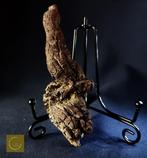 137 g XL 11,80 × 4,80 cm Fossiel uitwerpsel (coproliet) van