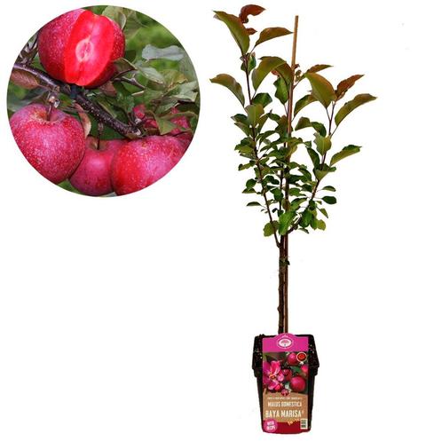 Appelboom Baya Marisa, Tuin en Terras, Planten | Fruitbomen, Volle zon, Verzenden