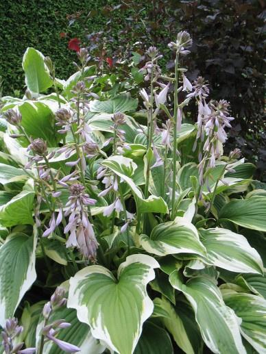 Hosta Moerheim, Tuin en Terras, Planten | Tuinplanten, Overige soorten, Vaste plant, Zomer, Verzenden