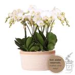 Kolibri Orchids | complete orchideeënset in Cotton Basket |, Verzenden, Nieuw