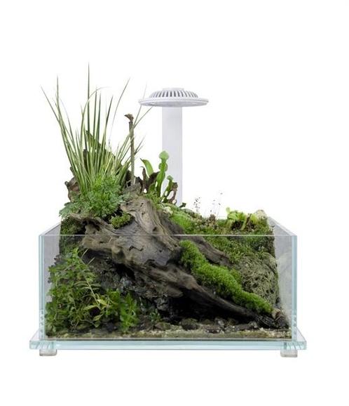 Wabi Kusa Bio Tank White | 32 x 32 x 14CM, Dieren en Toebehoren, Reptielen en Amfibieën | Toebehoren, Ophalen of Verzenden