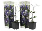 Set van 2 Clematis Taiga, Huis en Inrichting, Kamerplanten, Verzenden