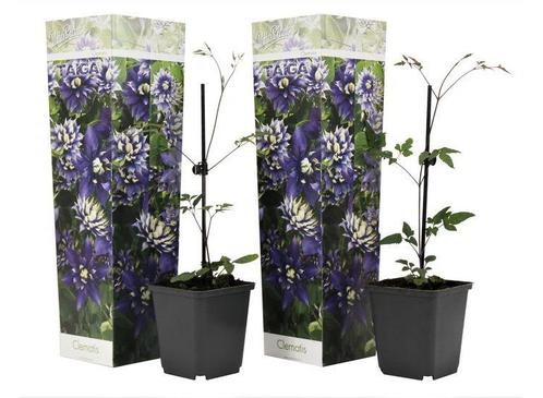 Set van 2 Clematis Taiga, Huis en Inrichting, Kamerplanten, Verzenden