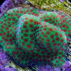 Porites Green / Red (The Grinch) Frag (Ong 2-3 cm), Ophalen of Verzenden, Nieuw