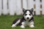 Siberische Husky puppy&#39;s te koop - Belgische fokker, Dieren en Toebehoren, Parvo, België, 8 tot 15 weken, Poolhond